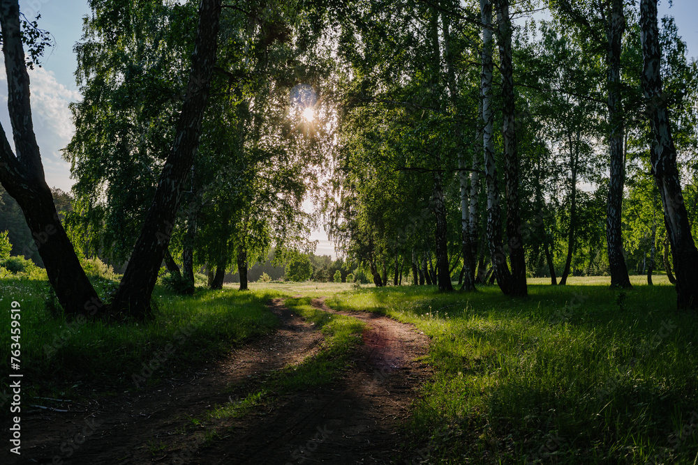 Sunlit Path through Summer Forest