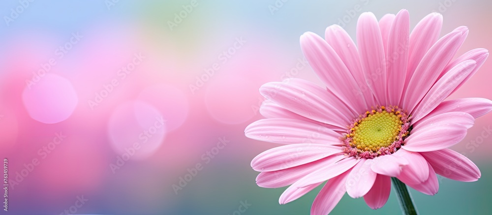 Pink flower in vase Pink flower in vase
