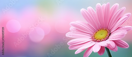 Pink flower in vase
