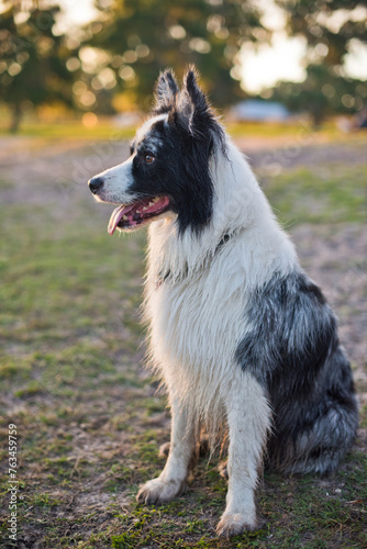 border collie dog