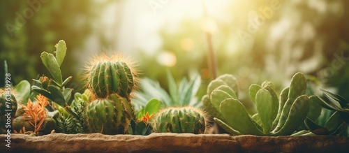 Close-up of cactus plants in a pot photo