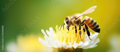 Bee on flower with green background © Ilgun