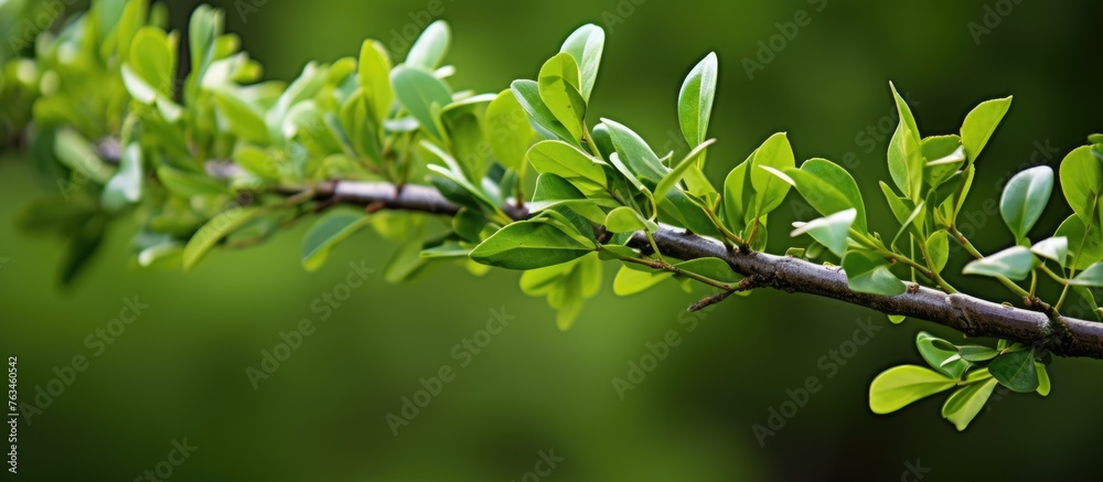 Close up of a branch with green leaves in the wild