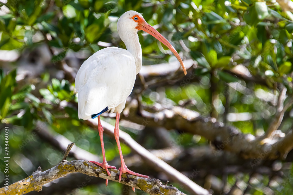 White Ibis up in tree branches White Ibis up in tree branches