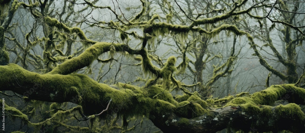 Fototapeta premium A moss-covered tree in a dense forest