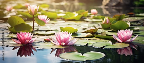 Pink lotus flowers blooming in a water pond