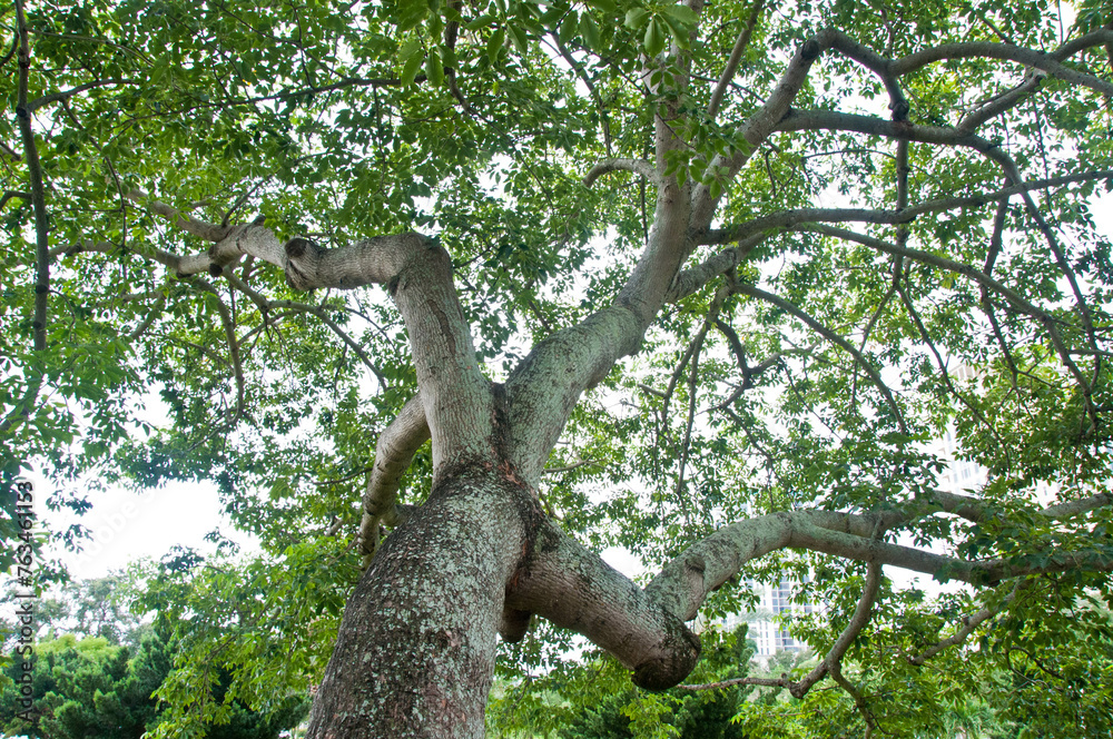 Fototapeta premium Tree in park