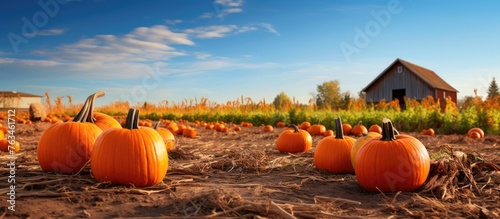 Pumpkins in field with barn