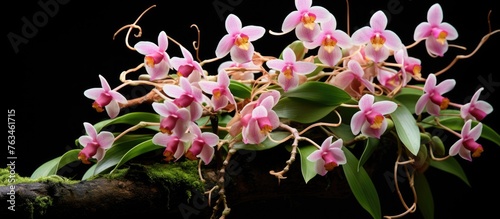 A plant with pink blossoms on a mossy twig