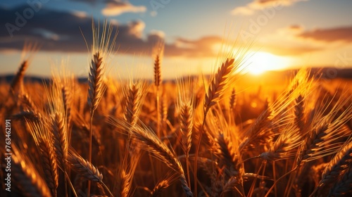 Golden sunset over wheat field © suryanto