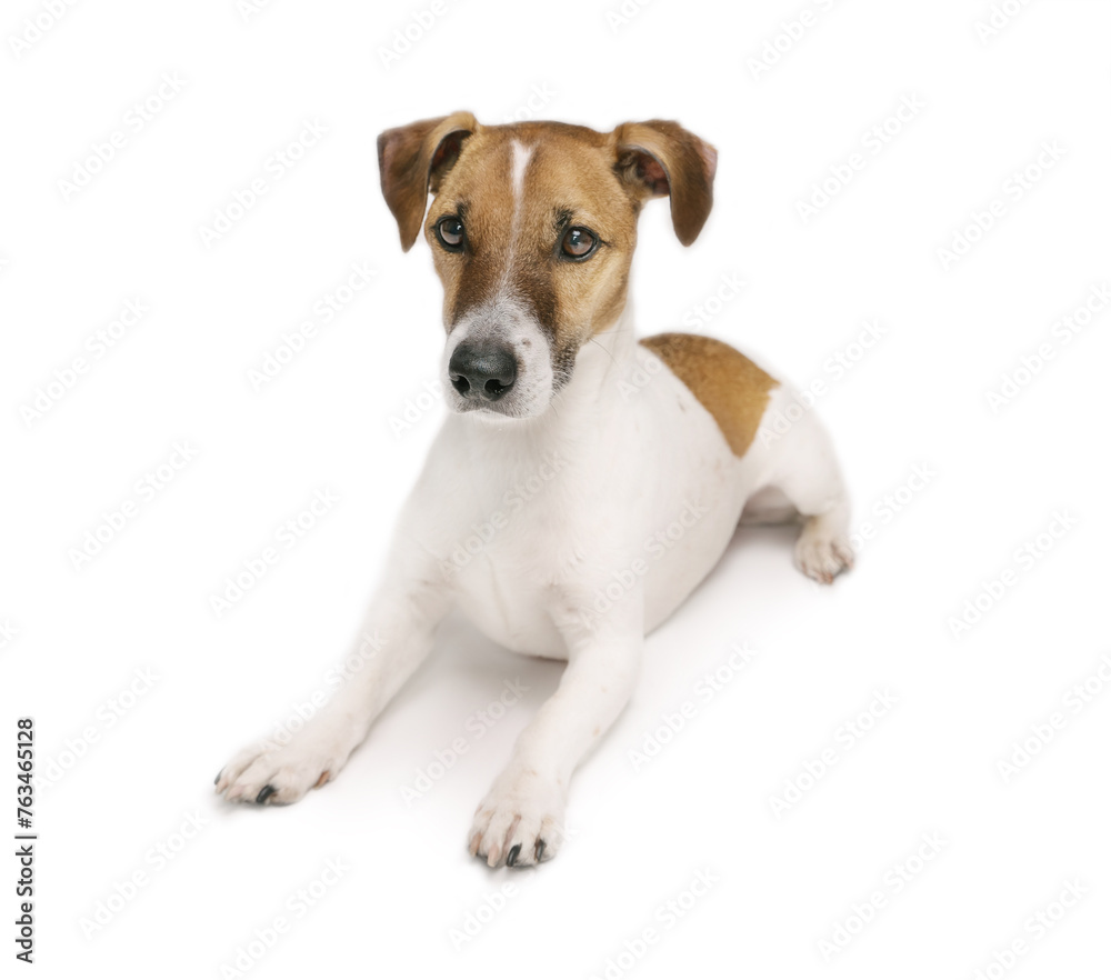 Dog isolated lying down on white. Cute pet Jack Russell terrier with serious face waiting for play. Dog isolated lying down on white. Cute pet Jack Russell terrier with serious face waiting for play.