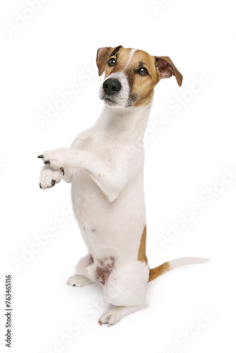 Smart trained dog stands on its hind legs and performs a trick command. Adorable small Jack Russell terrier isolated on white