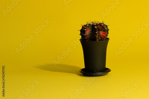 Fototapeta Naklejka Na Ścianę i Meble -  macro photo cactus close-up on a yellow background in a black pot