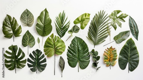 A vibrant set of lush tropical leaves isolated on a crisp white background, invoking the verdant beauty of exotic paradises.