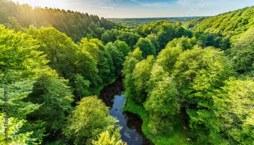 green plants and trees seen from above in a dense forest