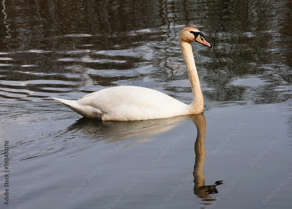 Fototapeta premium Swimming mute swan in side view. White swan reflects in the water. Cygnus olor.