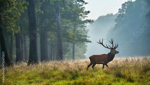 red deer in forest on foggy morning
