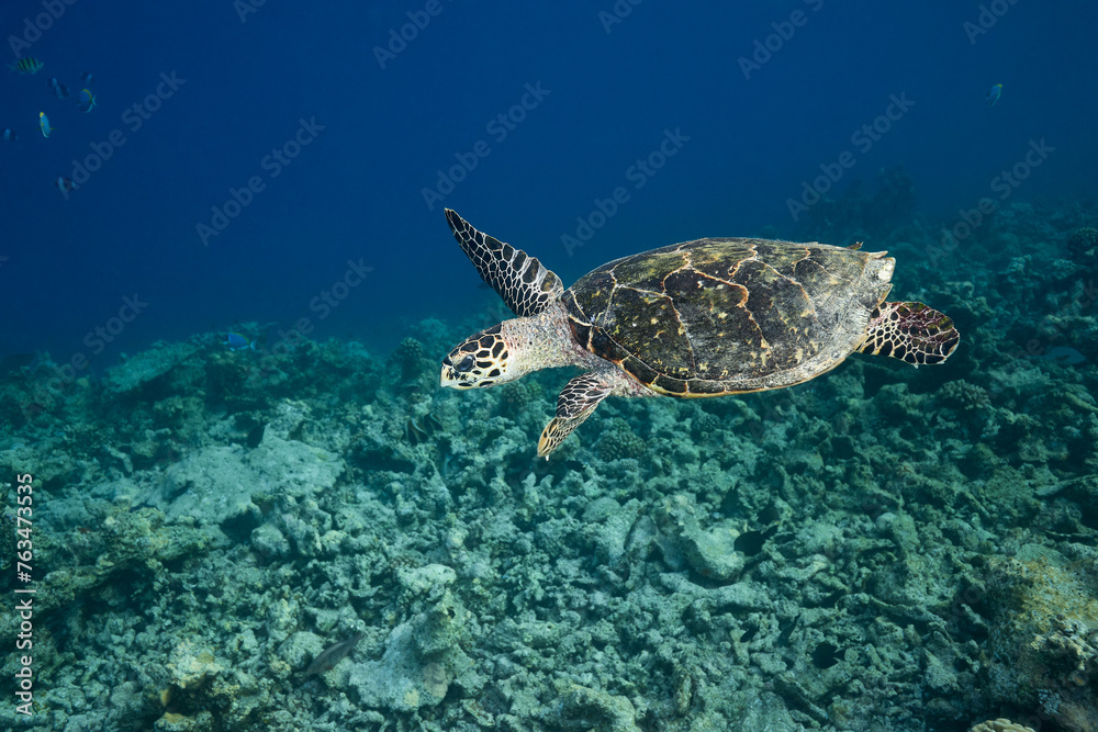 Fototapeta premium Hawksbill sea turtle swimming in blue lagoon