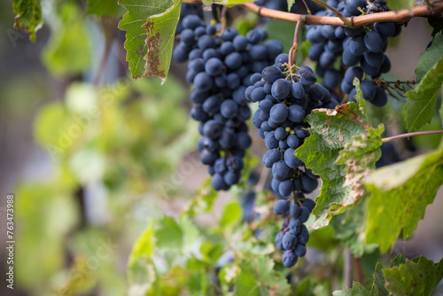 blue grapes