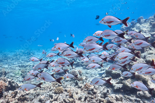 Lutjanus gibbus humpback red snapper school in blue ocean photo