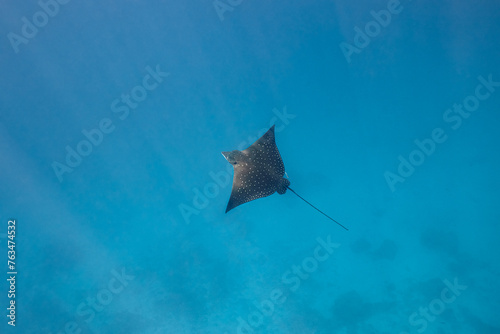 Aetomylaeus Myliobatis eagle ray swimming in blue ocean