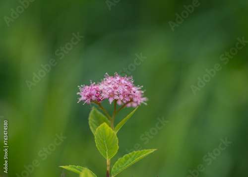 Spiraea Japonica pink on blurred green background. photo