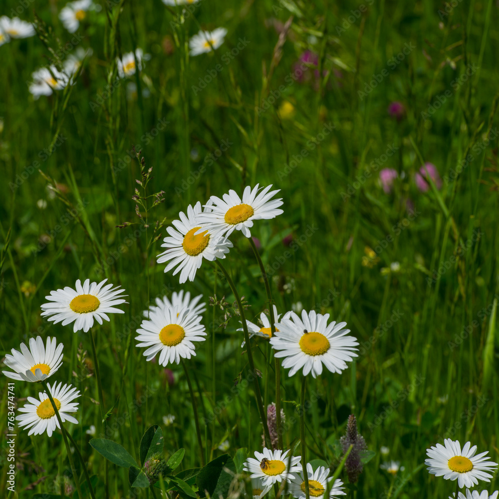 Fototapeta premium Group of Chamomile Flowers on Blurred Green Background.