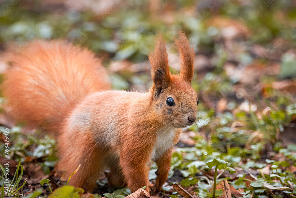 A close-up red fur squirrel stands on the ground in the park and looks right toward the camera lens on a sunny spring day. A close-up red fur squirrel stands on the ground in the park and looks right toward the camera lens on a sunny spring day.