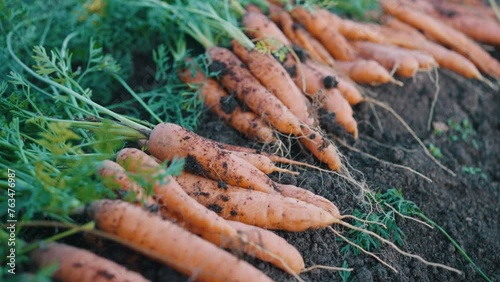 A bountiful cluster of freshly-pulled carrots lay on the soil, showcasing the rewarding result of organic gardening. Fresh Harvest of Earthy Carrots