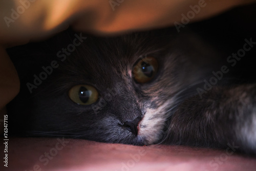 Cat gray muzzle peeks out from under the blanket.