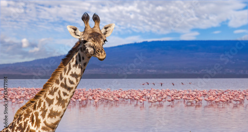 Africa. Kenya. Lake Nakuru. Flamingo. Flock of flamingos. Serene African Landscape with Giraffe and Flock of Flamingos by the Water
