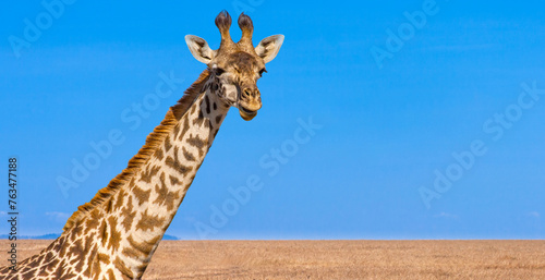 Kenya. Africa. Safari in Africa. Masai giraffe stands by bushes in sunshine. Giraffe looks at the camera