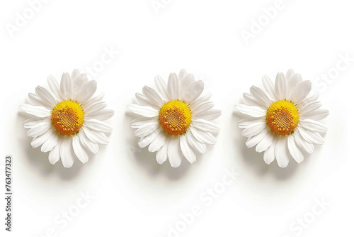 Camomile small group set isolated on white background as package design element © Ibad