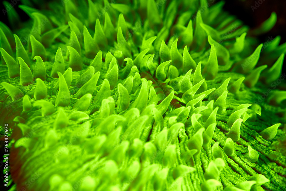 Sea coral fuorescent phenomenon with fluorescent light Sea coral fuorescent phenomenon with fluorescent light
