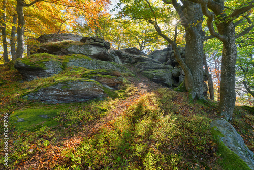 herbstlicher Wald nahe der Burg Aggstein, Wachau, Niederösterreich, Österreich