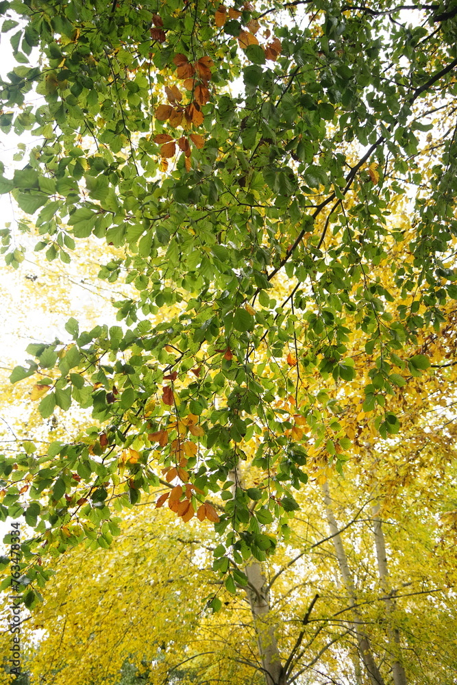 Vibrant and tranquil nature in Denmark Vibrant and tranquil nature in Denmark