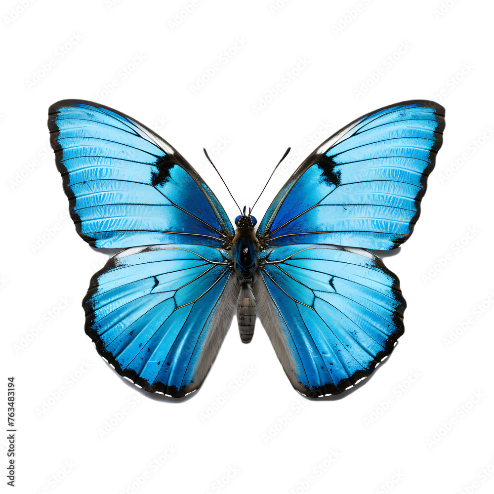 Fototapeta premium butterfly and its silhouette on transparent background