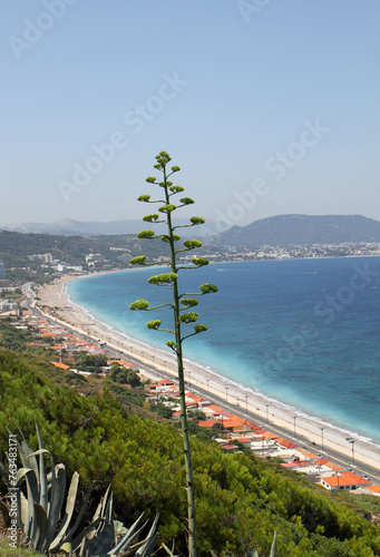 Agave Americana Plant with blossoms and Aegean Sea View in Rhodes, Greece