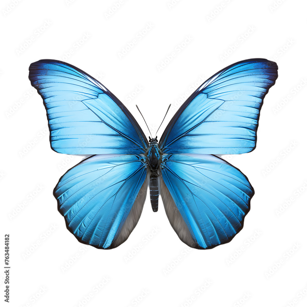 butterfly and its silhouette on transparent background butterfly and its silhouette on transparent background