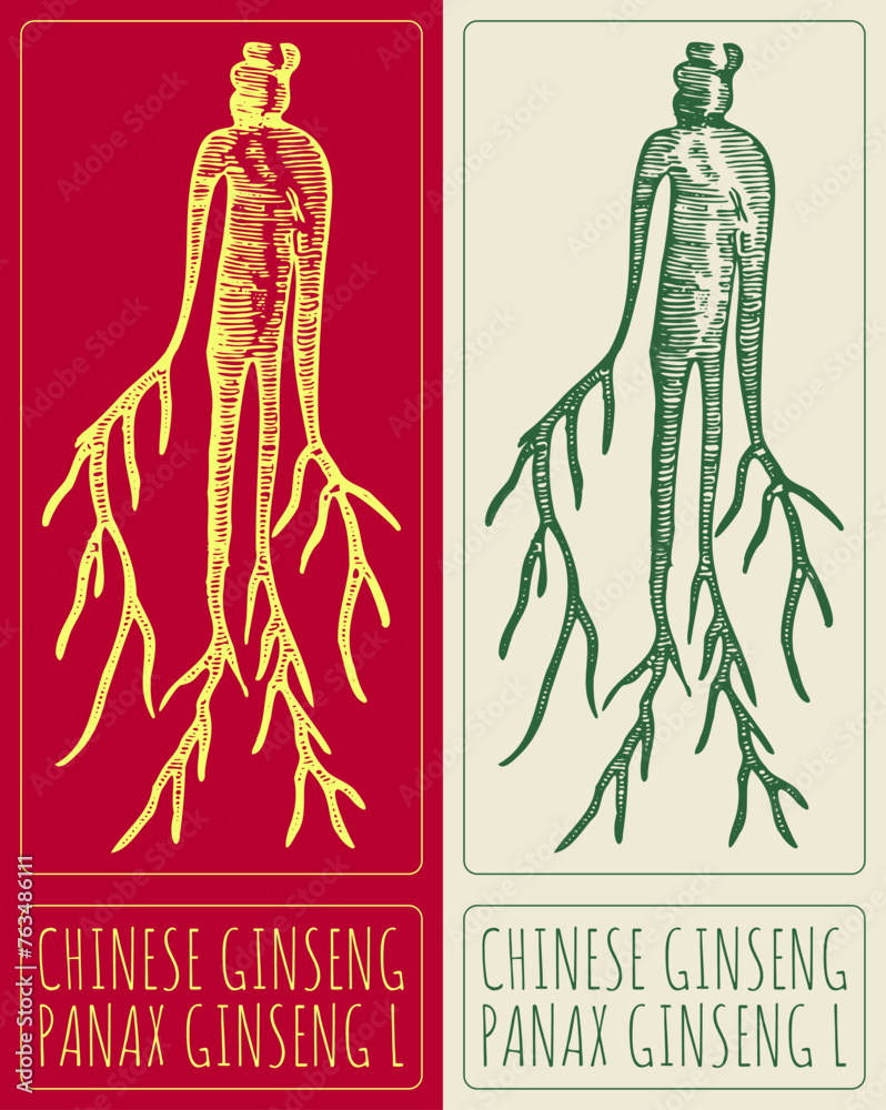 Fototapeta premium Vector drawing CHINESE GINSENG. Hand drawn illustration. The Latin name is PANAX GINSENG L