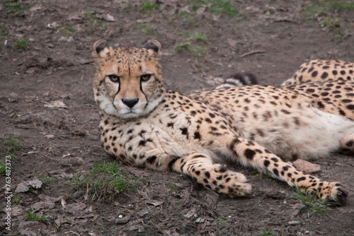 gepard