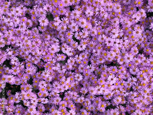 Purple flower background © William