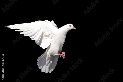 white dove, bird of peace in flight isolated on a black background