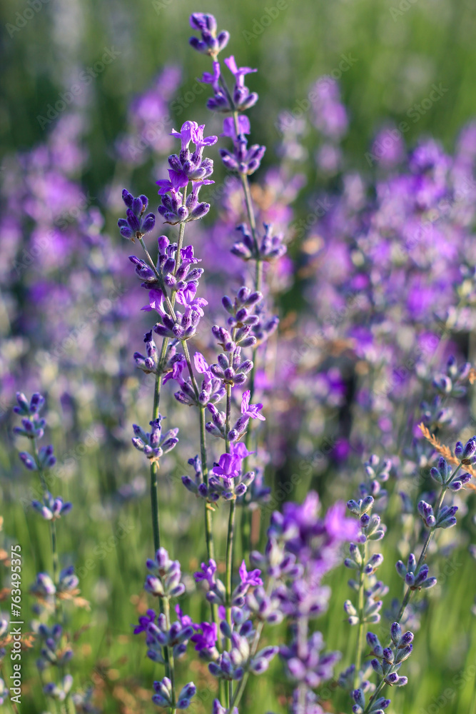 Naklejka premium beautiful lavender