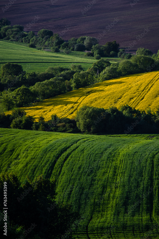 Obraz premium field, landscape, agriculture, sky, nature, yellow, green, countryside, meadow, spring, grass, rural, rapeseed, canola, summer, farm, flower, blue, country, crop, plant, tree, beautiful, clouds, oilse