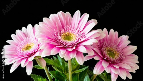 pink flowers isolated on background cutout