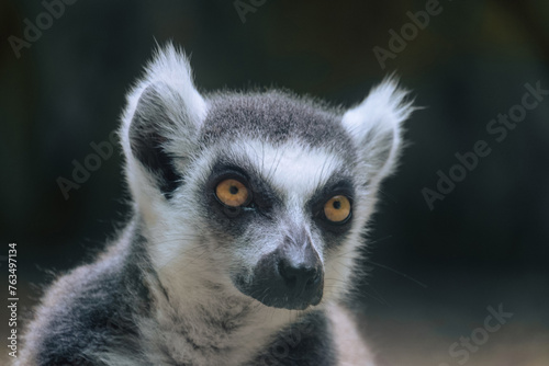 Face of lemur catta. Ring-tailed lemur.