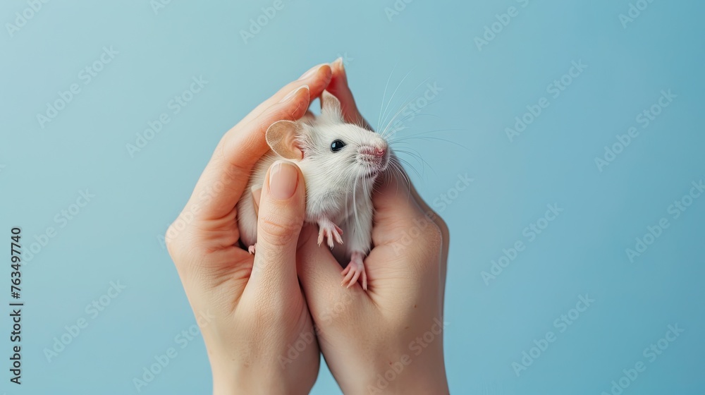 Hunched Lab Mouse Female hands gently hold a laboratory mouse against a serene blue ...