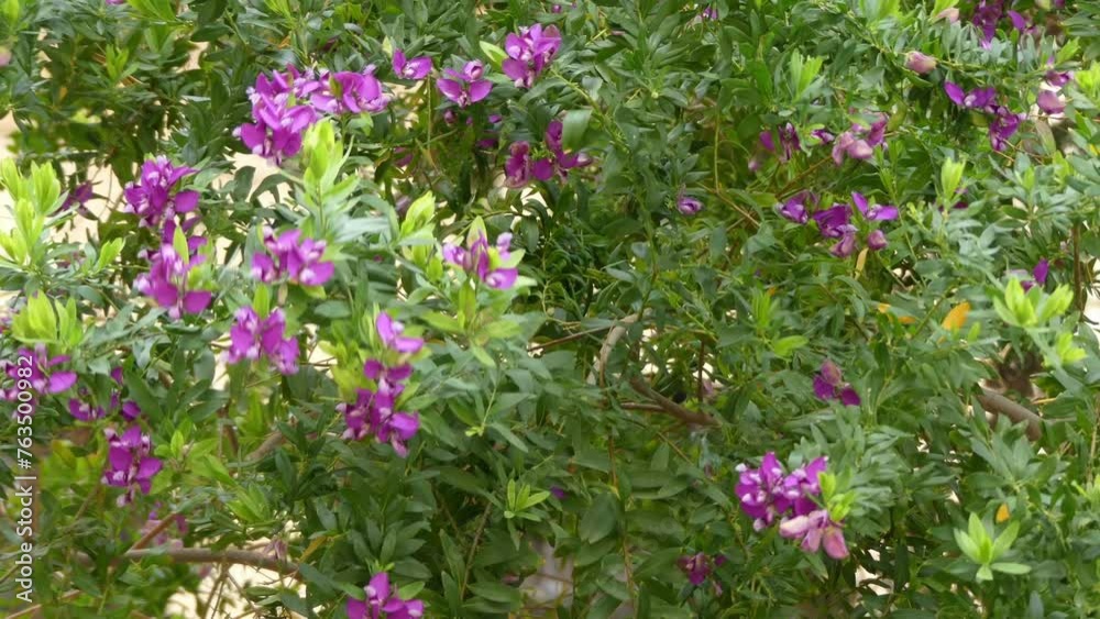 Polygala myrtifolia, the myrtle-leaf milkwort, is an evergreen tall South African shrub or tree, from Clanwilliam in Western Cape to KwaZulu-Natal. It belongs to the milkwort family of Polygalaceae. Polygala myrtifolia, the myrtle-leaf milkwort, is an evergreen tall South African shrub or tree, from Clanwilliam in Western Cape to KwaZulu-Natal. It belongs to the milkwort family of Polygalaceae.