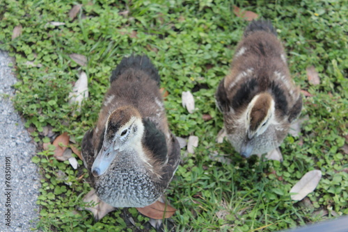 Family of ducks in the grass